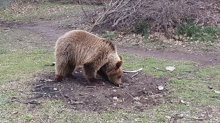 αρκουδες