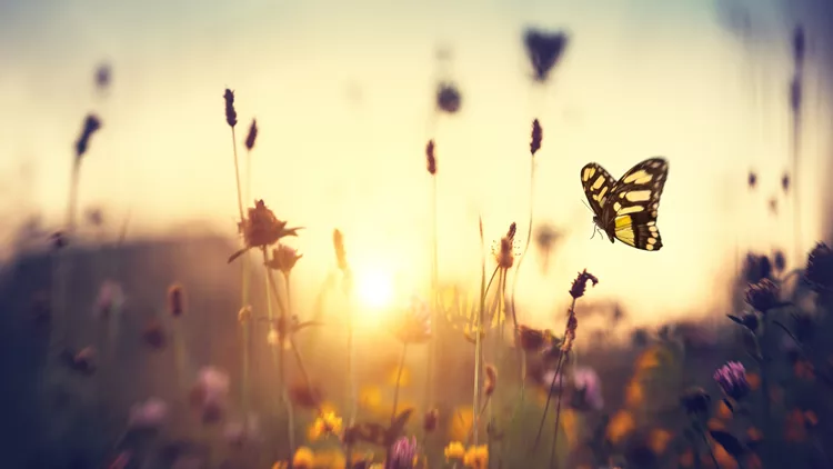 sun and flowers