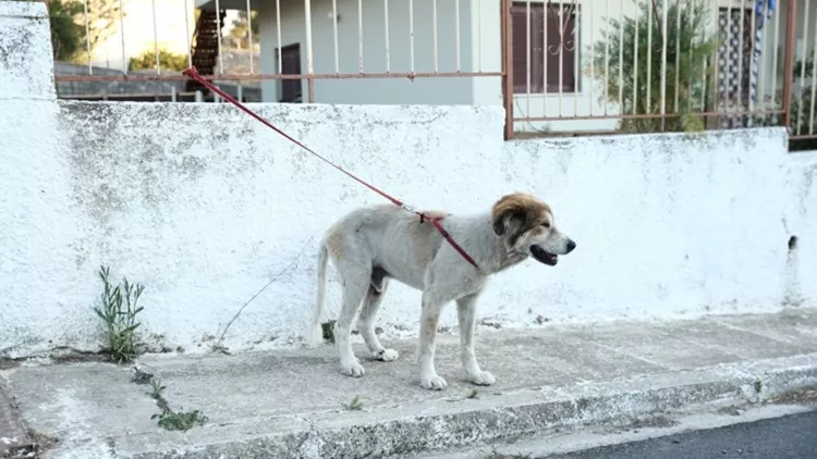 Φωτιά στην Αττική